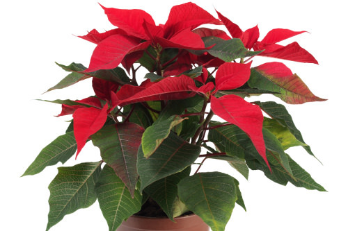 Poinsettias