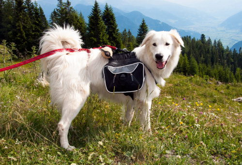 Purchase a Pet Rucksack for Hiking Trips