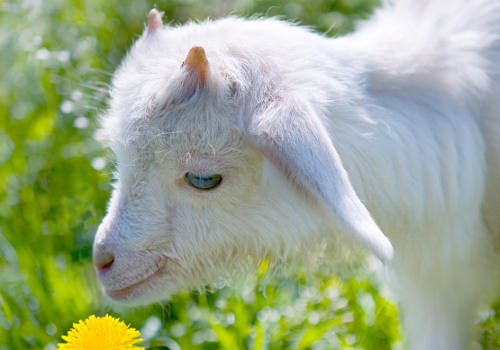 Pygmy Goat