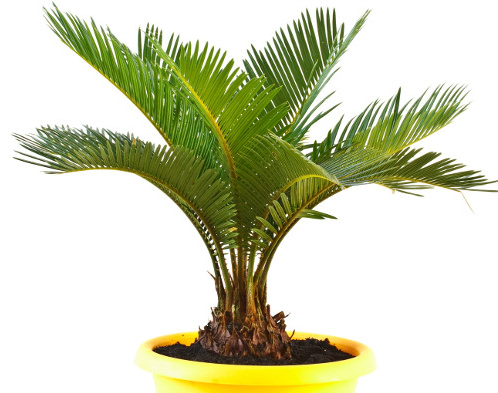 Sago palm