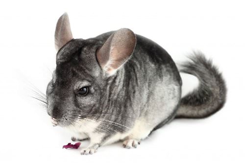 Socializing with your chinchilla