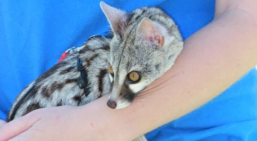 Spotted Genet