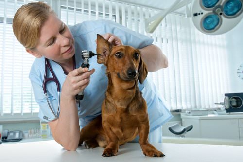 Take your pet for a checkup