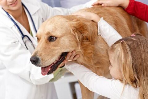 Image of 10 Tips for Choosing a Vet for Your Pet