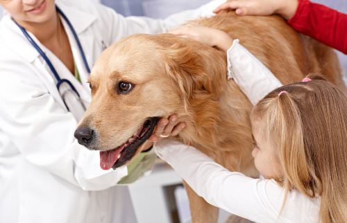 Image of 10 Tips for Choosing a Vet for Your Pet