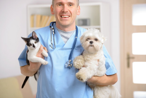 Veterinarian Care