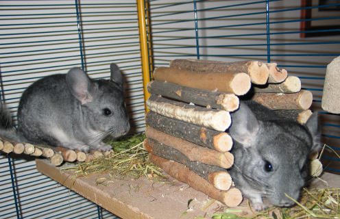 Your chinchilla needs a safe playpen