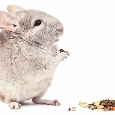 15 Important Tips for Caring for Chinchillas