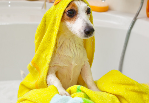 Bath_time