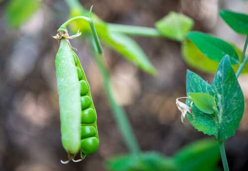 Beans and peas