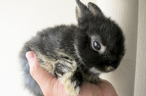 Bunny Proofing the Home