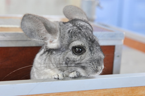 Chinchillas are beautiful