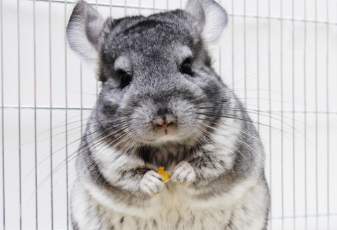 Chinchillas are great pets for small homes