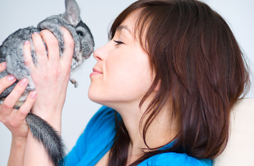 Chinchillas are low-maintenance pets