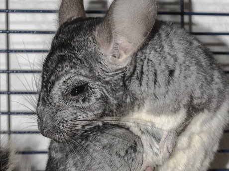 Chinchillas are odor free