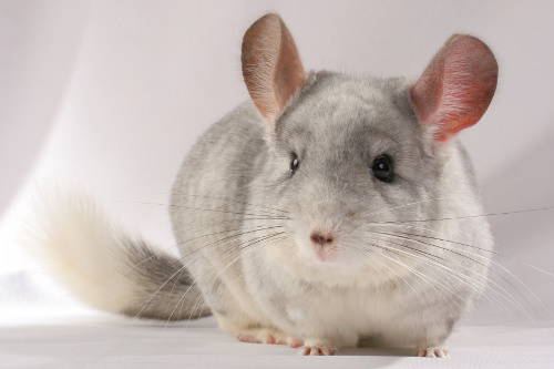 Chinchillas are social animals