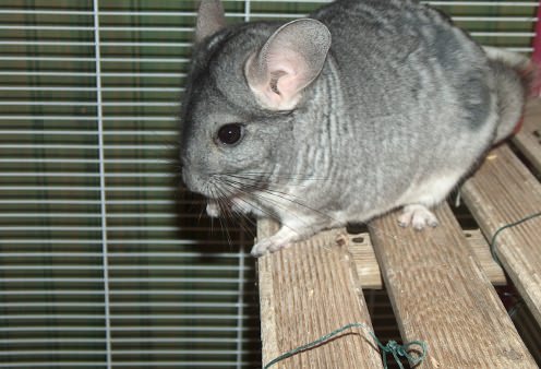 Chinchillas live long