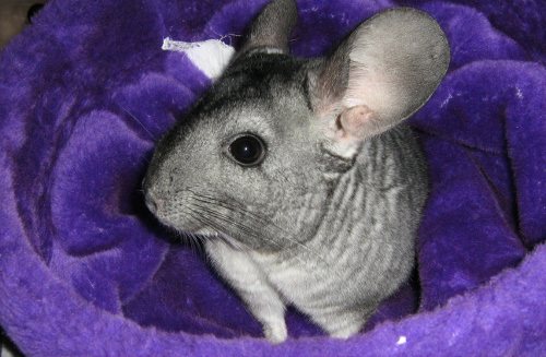 Chinchillas make wonderful pets for children