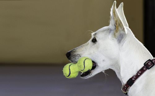 Create a pet toy box