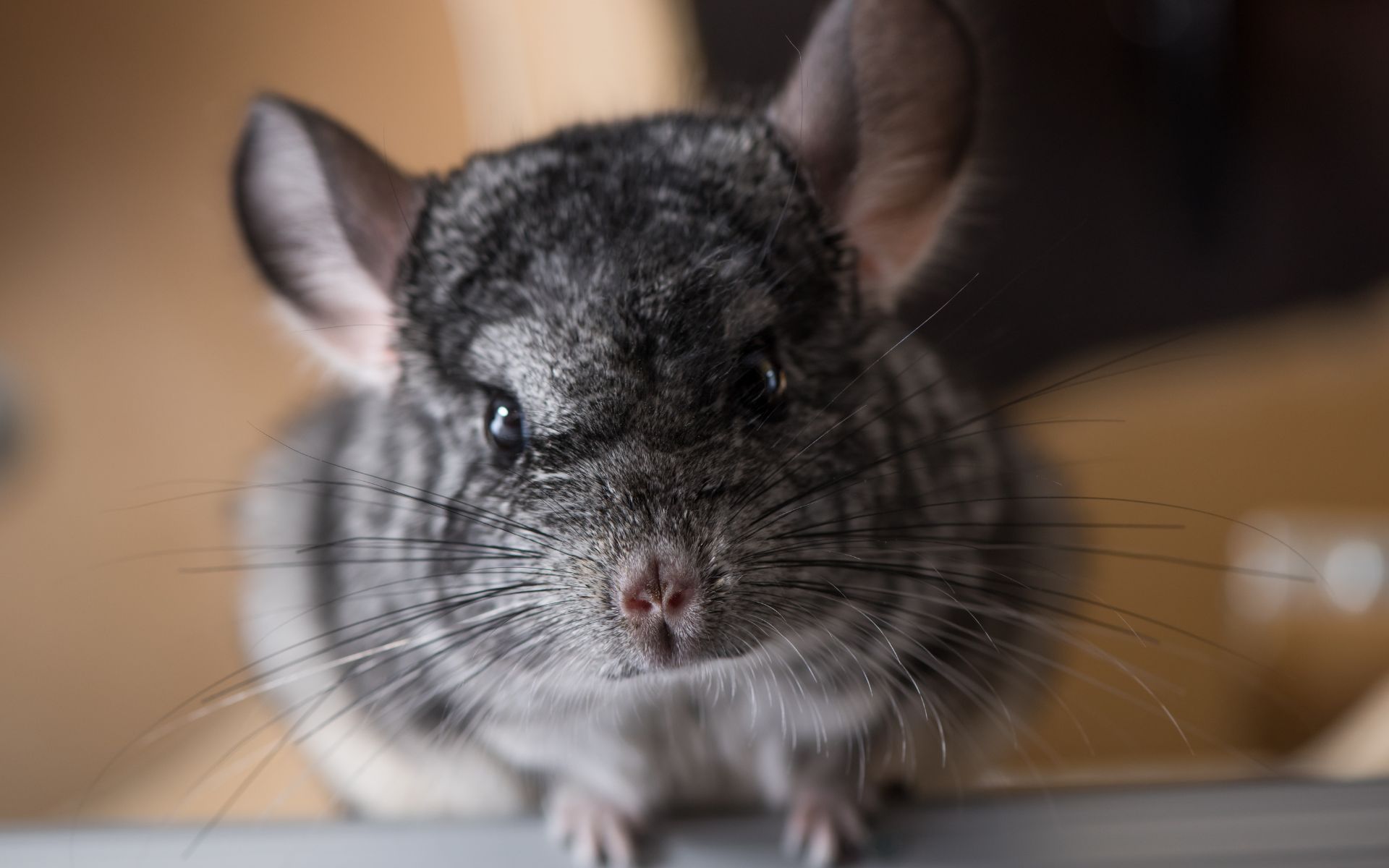 Dust Baths for Hygiene