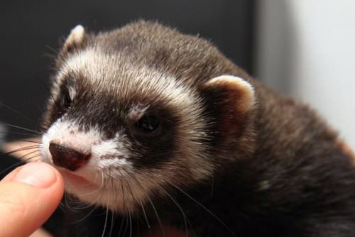 Ferret-proof whatever rooms your ferret shouldn't get into