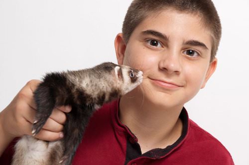 Ferrets are sociable and friendly