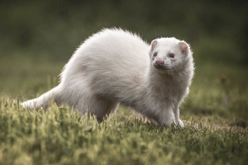 Ferrets are irresistibly cute