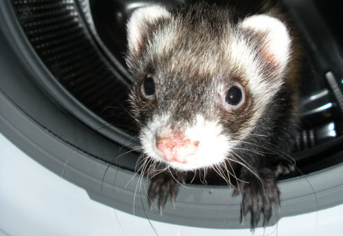 Ferrets are playful and irrepressibly curious