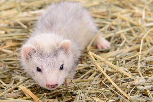 Ferrets are so intelligent that you can have