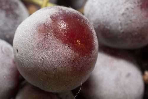 Frozen grapes