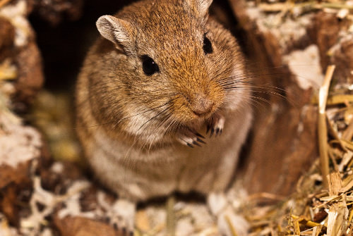 Gerbils are easy to feed