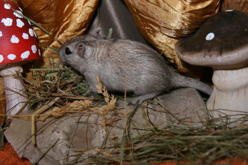 Gerbils are low-budget pets