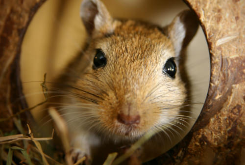 Gerbils have very fast-growing front teeth