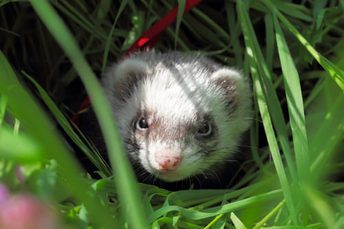 Give your ferret the darkness