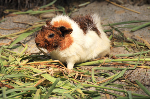 Guinea pigs are bright creatures