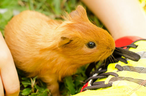 Guinea pigs are inexpensive pets