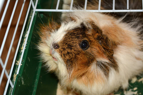 Guinea pigs tend to be obsessed with cleanliness