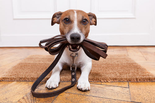 Hang up pegs for your pet