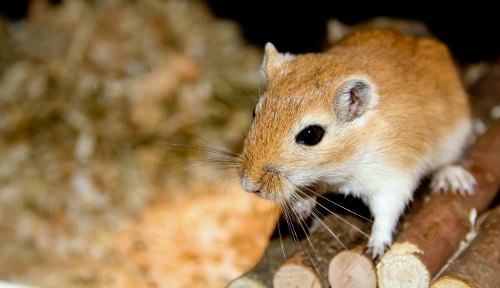 Important Tips for Caring For Gerbils