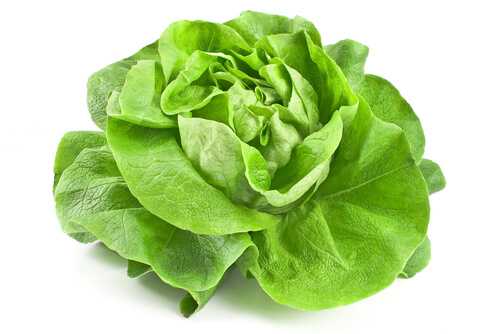 Lettuce