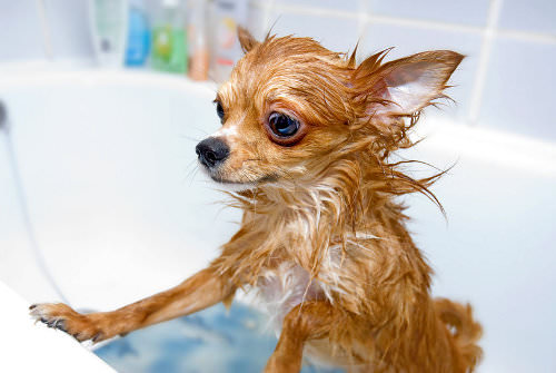 Make a bathroom caddy for your pet