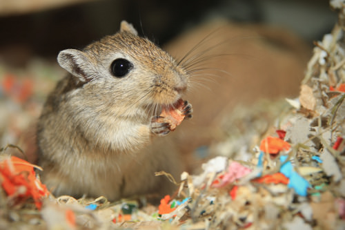 Make your gerbils' cage feel like home