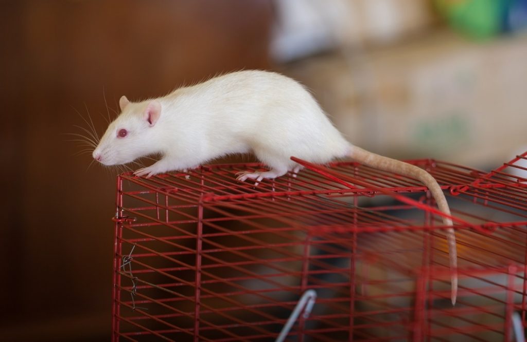 Pet Names for Mice and Rats