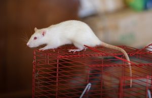 Pet Names for Mice and Rats