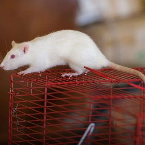 Pet Names for Mice and Rats