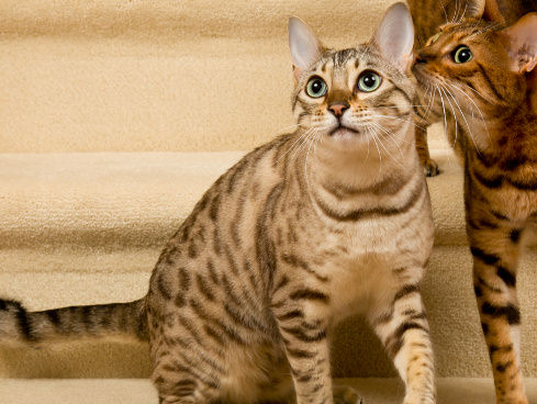 Pet Staircases