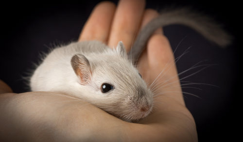 Planning your gerbils playtime