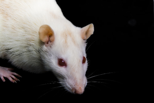 Purebred rats look special