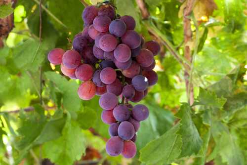 Red Grapes and Red Wine