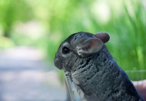 Safe and Unsafe Foods for Chinchillas